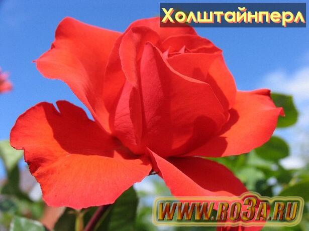 Роза Holsteinperle Холштайнперл 