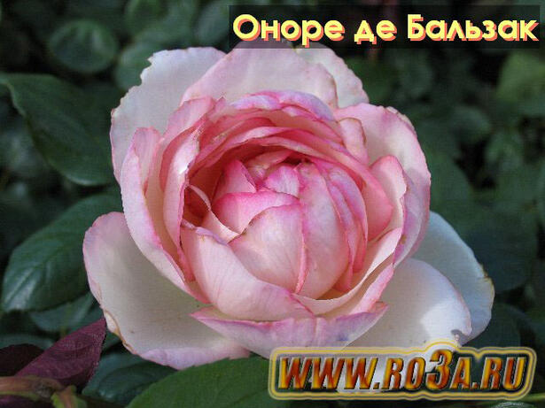 Роза Honore De Balzac Оноре де Бальзак 