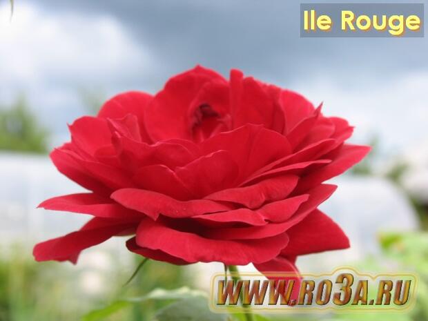 Роза Ile Rouge Иль Руж 