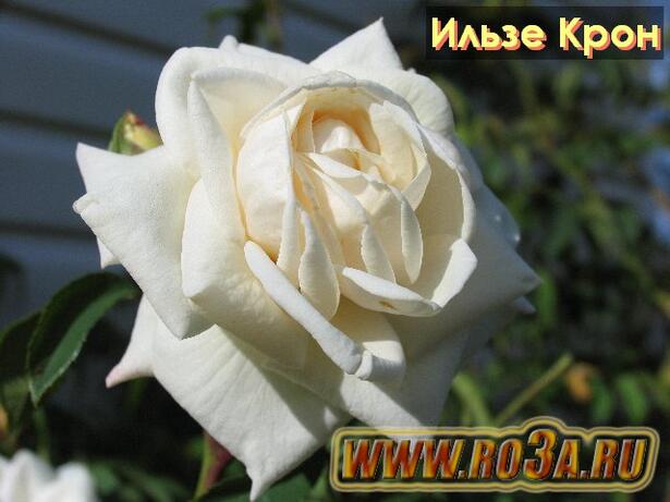 Роза Ilse Krohn Superior Ильзе Крон 