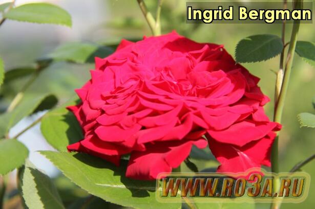 Роза Ingrid Bergman Ингрид Бергман 