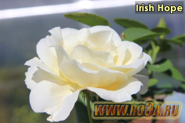 Роза Irish Hope Ириш Хоуп 