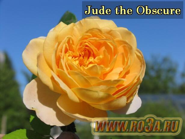 Роза Jude the Obscure Джуде де Обскур 