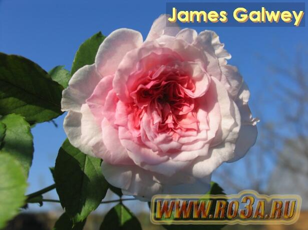 Роза James Galwey Джеймс Гэлвей 