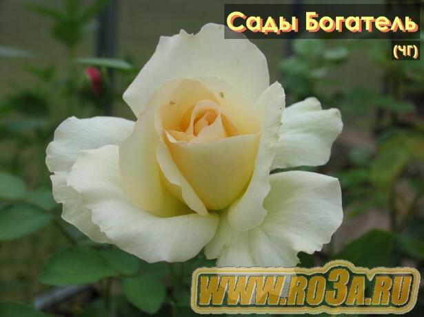 Роза Jardins de Bagatelle Сады Богатель 
