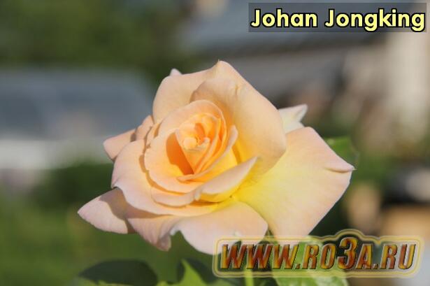 Роза Johan Jongking Жоан Жокинг 