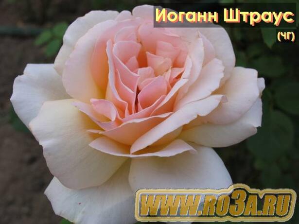 Роза Johann Strauss Иоганн Штраус 