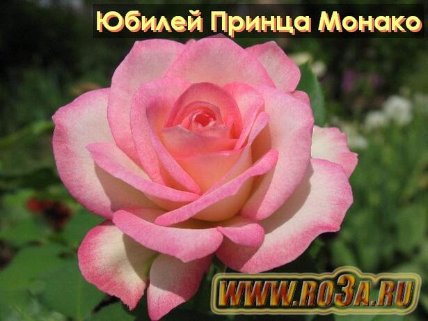 Роза Jubile du Prince de Monaco Юбилей Принца Монако 