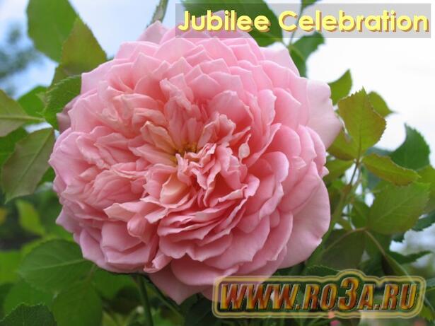 Роза Jubilee Celebration Юбилей Селебрейшн 