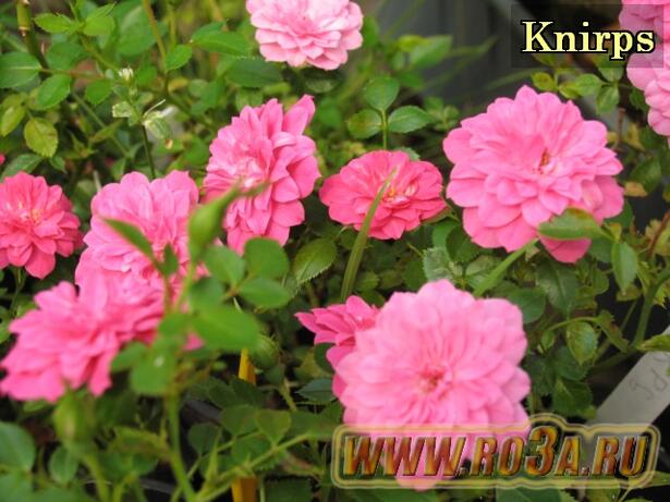 Роза Knirps Книрпс 