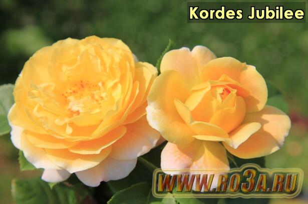 Роза Kordes Jubilee Кордес Юбилей 
