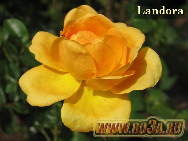Роза Landora Ландора Sunblest 