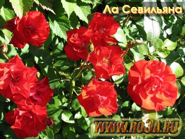 Роза La Sevillana Ла Севильяна 