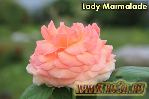 Роза Lady Marmalade Лэди Мармелад 