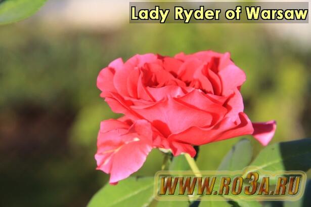 Роза Lady Ryder of Warsaw Лэди Райдер оф Варшав 