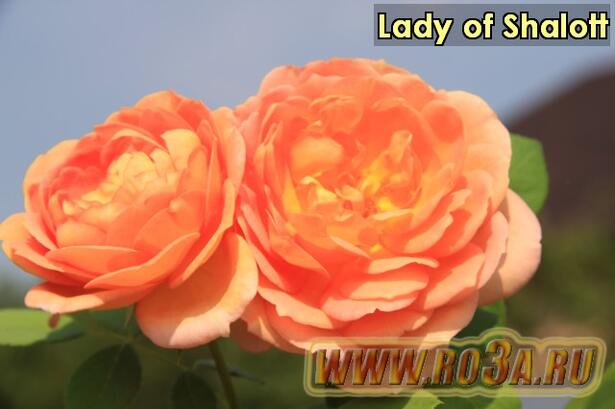 Роза Lady of Shalott Лэди оф Шалотт 