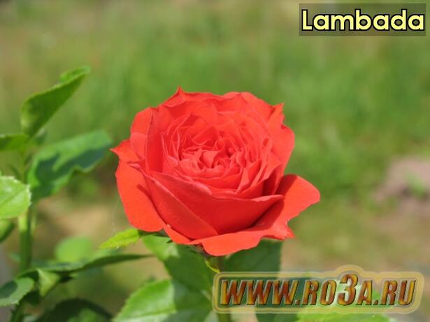 Роза Lambada Ламбада 