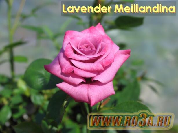 Роза Lavender Meillandina Лавендер Меландина 