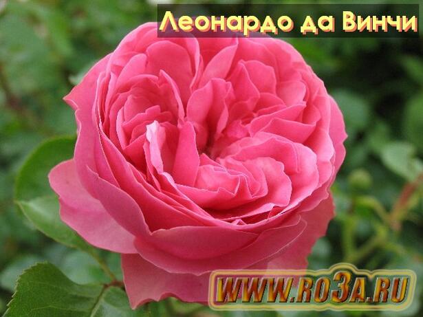 Роза Leonardo de Vinci Леонардо да Винчи 