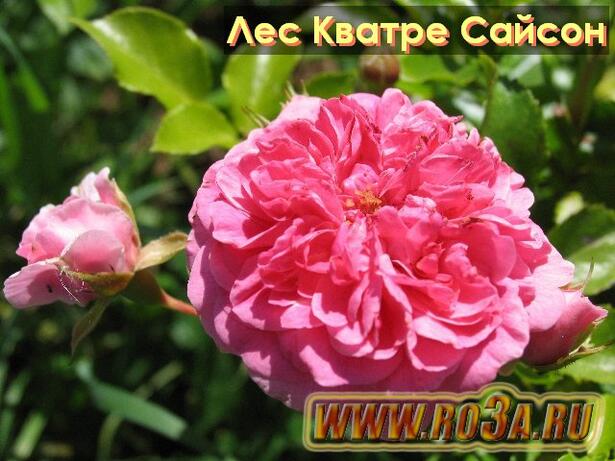 Роза Les Quatre Saisons Лес Кватре Сезон 