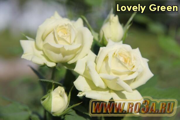 Роза Lovely Green Лавли Грин 