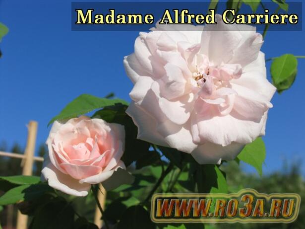 Роза Madame Alfred Carriere Мадам Альфред Карьер 