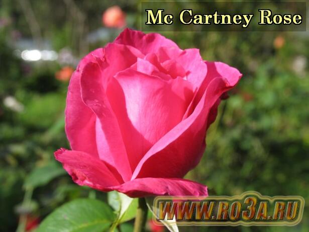 Роза The Mc. Cartney Rose Маккартни 