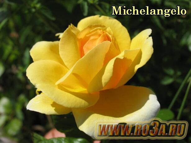 Роза Michelangelo Микеланджело 