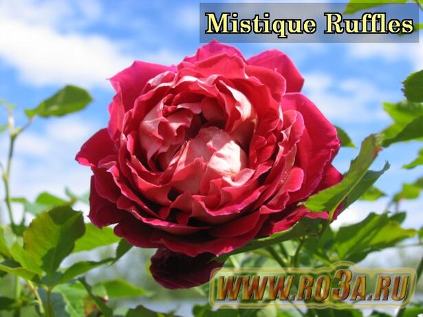 Роза Mistique Ruffles Мистик Раффлс 