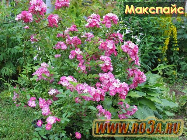 Роза Macspais Макспайс 