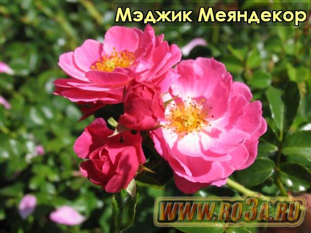 Роза Magic Meillandecor Мэджик Меяндекор 