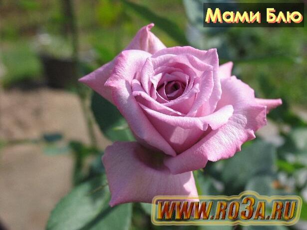 Роза Mamy Blue Мами Блю 