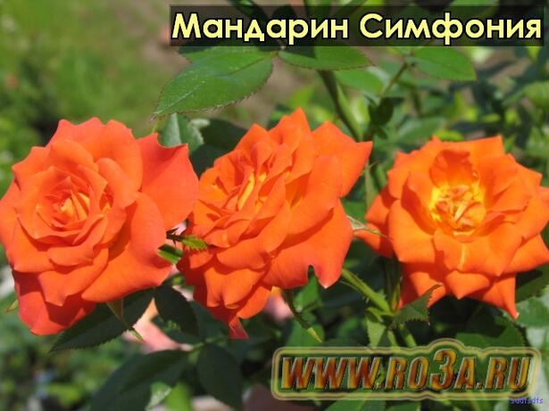 Роза Mandarine Symphonie Мандарин Симфония 