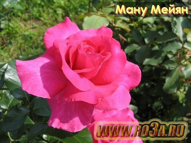 Роза Manou Meilland Ману Мейян 