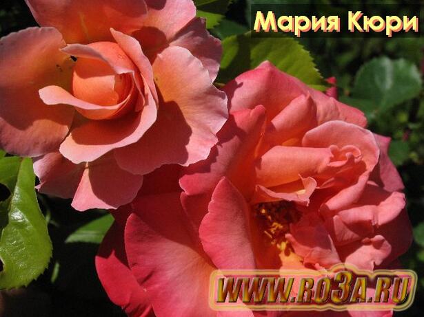 Роза Marie Curie Мария Кюри 
