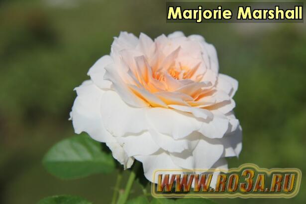Роза Marjorie Marshall Маджори Маршал 