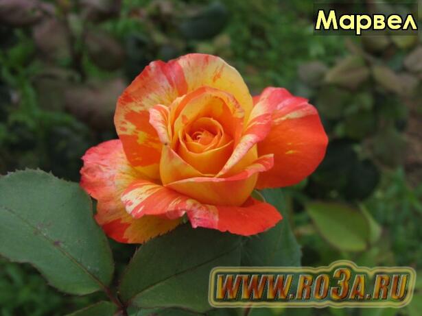 Роза Marvelle Марвел 