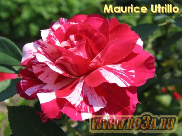 Роза Maurice Utrillo Маурици Утрилло 