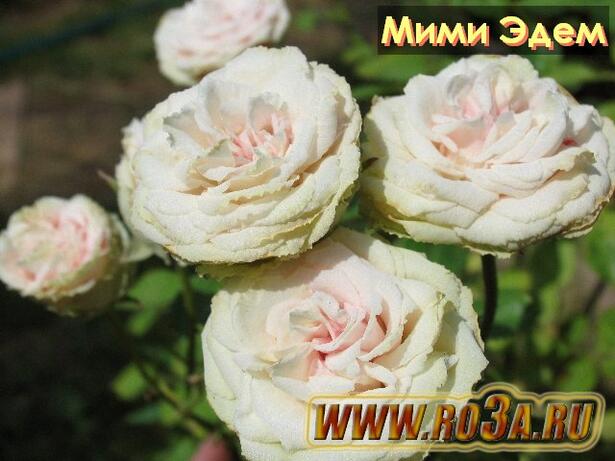 Роза Mimi Eden Мими Эдем 