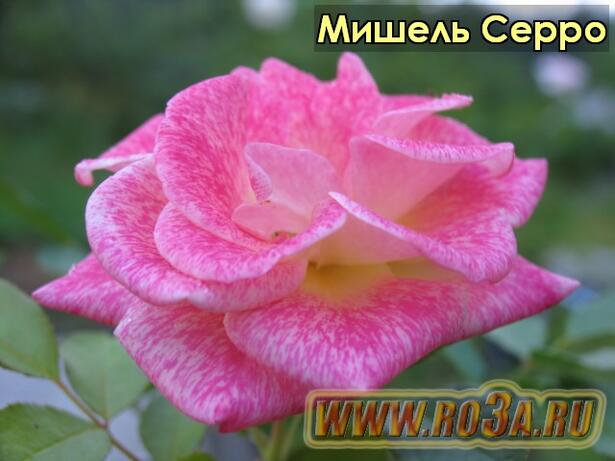 Роза Michel Serrault Мишель Серро 