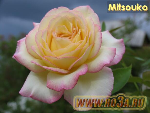 Роза Mitsouko Митсоуко 