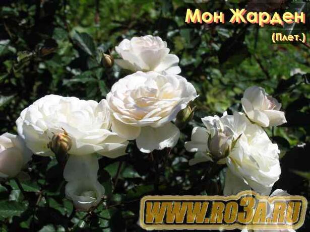 Роза Mon Jardin Et Ma Maison Мон Жарден 