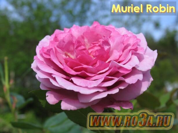 Роза Muriel Robin Муриэл Робин 
