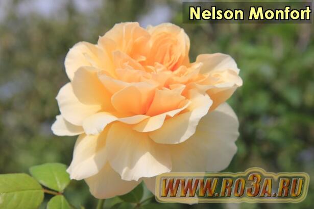 Роза Nelson Monfort Нельсон Монфорт. Полупл. 