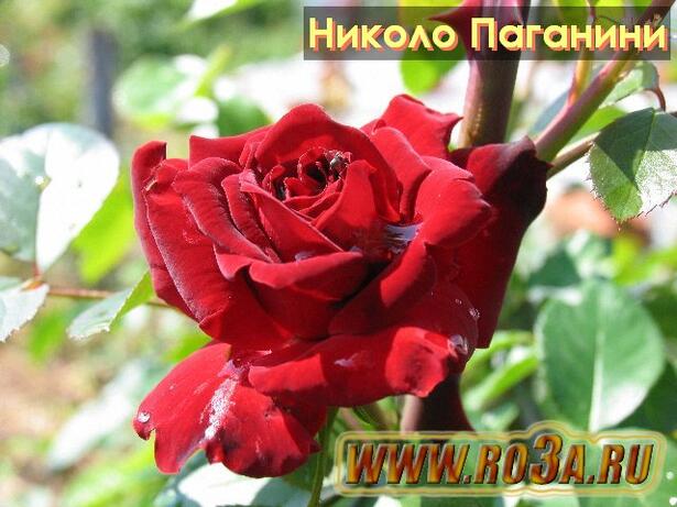 Роза Niccolo Paganini Николо Паганини 