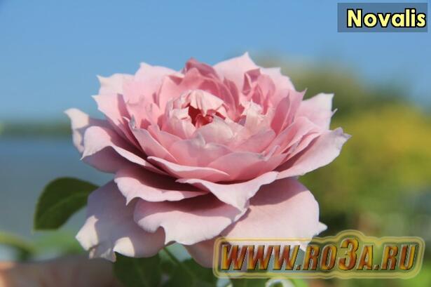Роза Novalis Новалис 