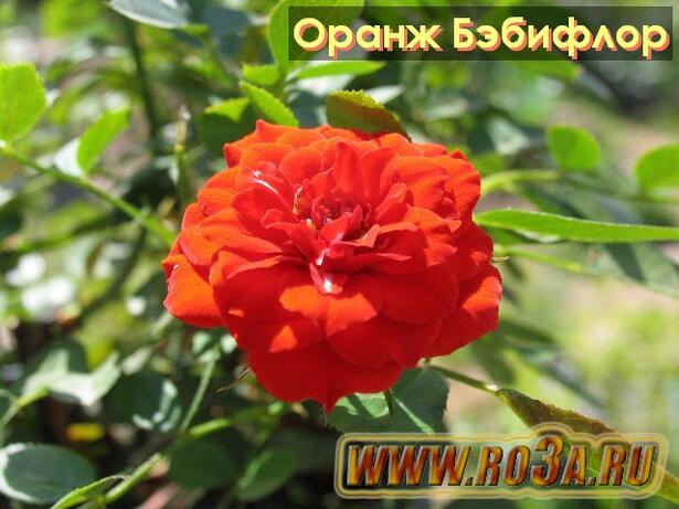 Роза Orange Babyflor Оранж Бэбифлор 