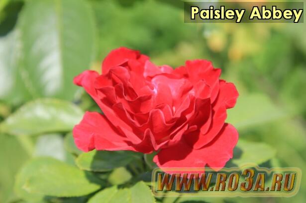 Роза Paisley Abbey Пэйсли Эбби 