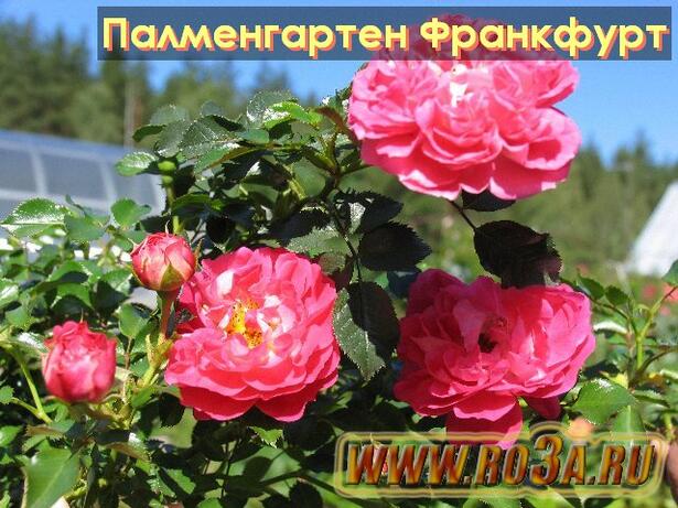 Роза Palmengarten Frankfurt Палменгартен Франкфурт 