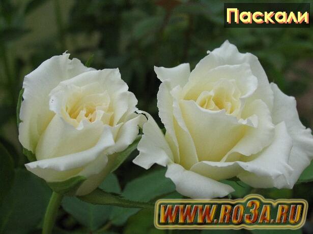 Роза Pascali Паскали 